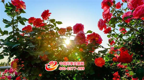 讓市花月季開遍綠城，各區(qū)今年將種4萬株月季(圖1)